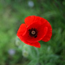 220px-Corolla_di_un_papavero__Papaver_rhoeas_.jpg